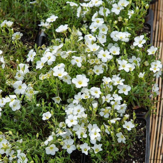 Zandkruid 'Mont Blanc' - Bakker