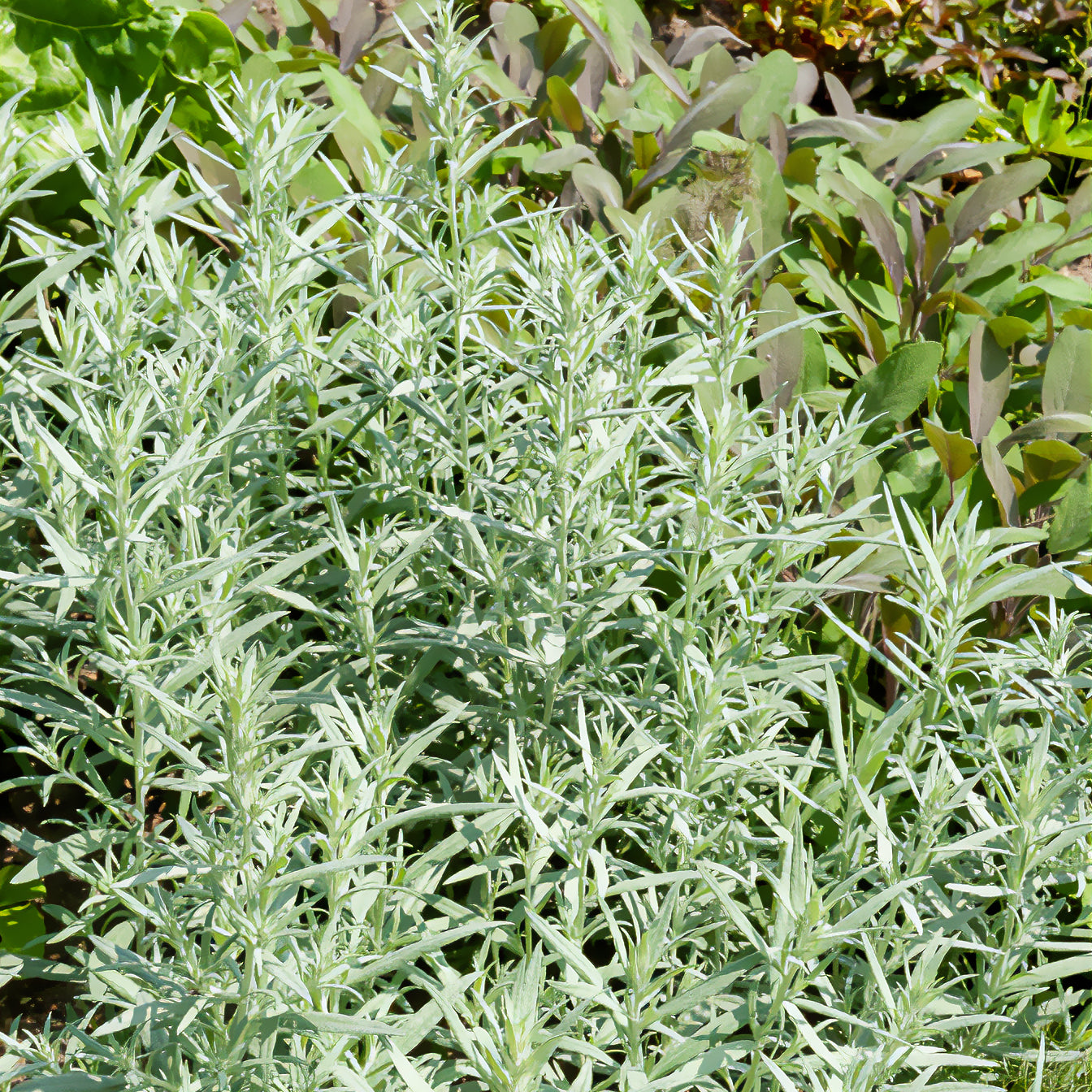 Alsem - Westerse bijvoet - Artemisia ludoviciana silver queen