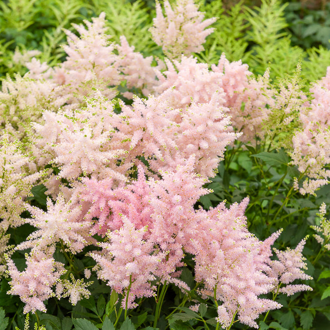 Pluimspirea 'Europa' - Astilbe japonica Europa - Bakker