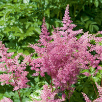 Pluimspirea 'Rheinland' - Astilbe japonica Rheinland - Bakker