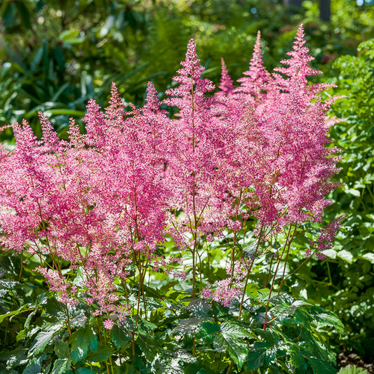 Pluimspirea 'Rheinland' - Bakker