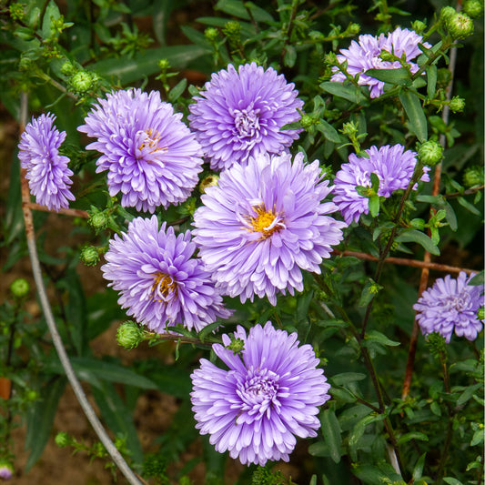 Aster  Nouvelle-Belgique Marie Ballard - Bakker