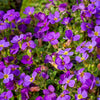 Randjesbloem / Blauwkussen Hamburger Stadtpark (x3) - Bakker