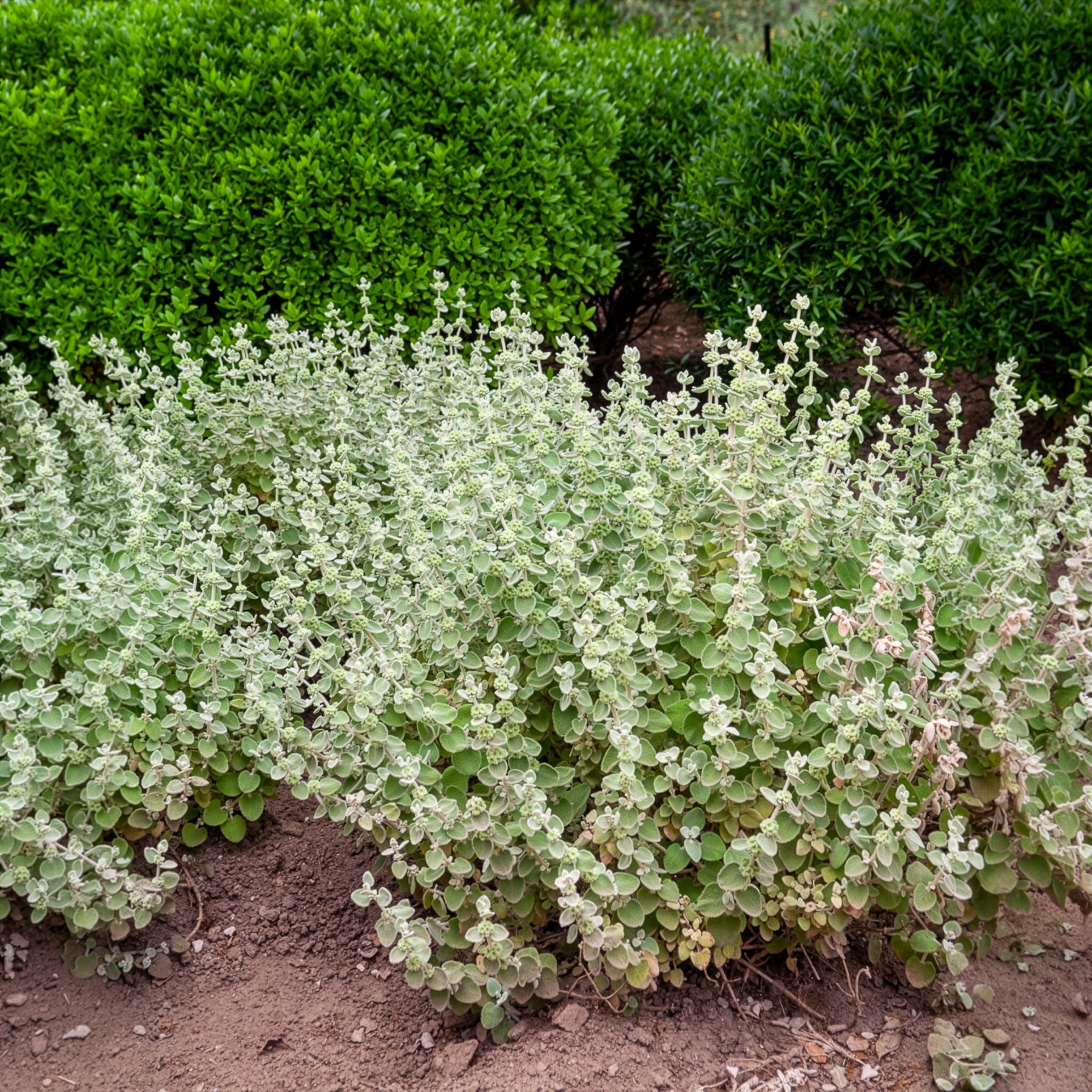 Vaste planten - Valse vuurwerkplant - Ballota pseudodictamnus
