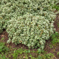 Valse vuurwerkplant - Ballota pseudodictamnus - Bakker