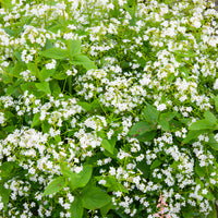 Myosotis - Kaukasische vergeet-mij-niet Betty Bowring - Brunnera macrophylla Betty Bowring