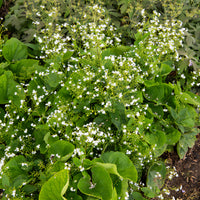 Verkoop Kaukasische vergeet-mij-niet Betty Bowring - Brunnera macrophylla Betty Bowring