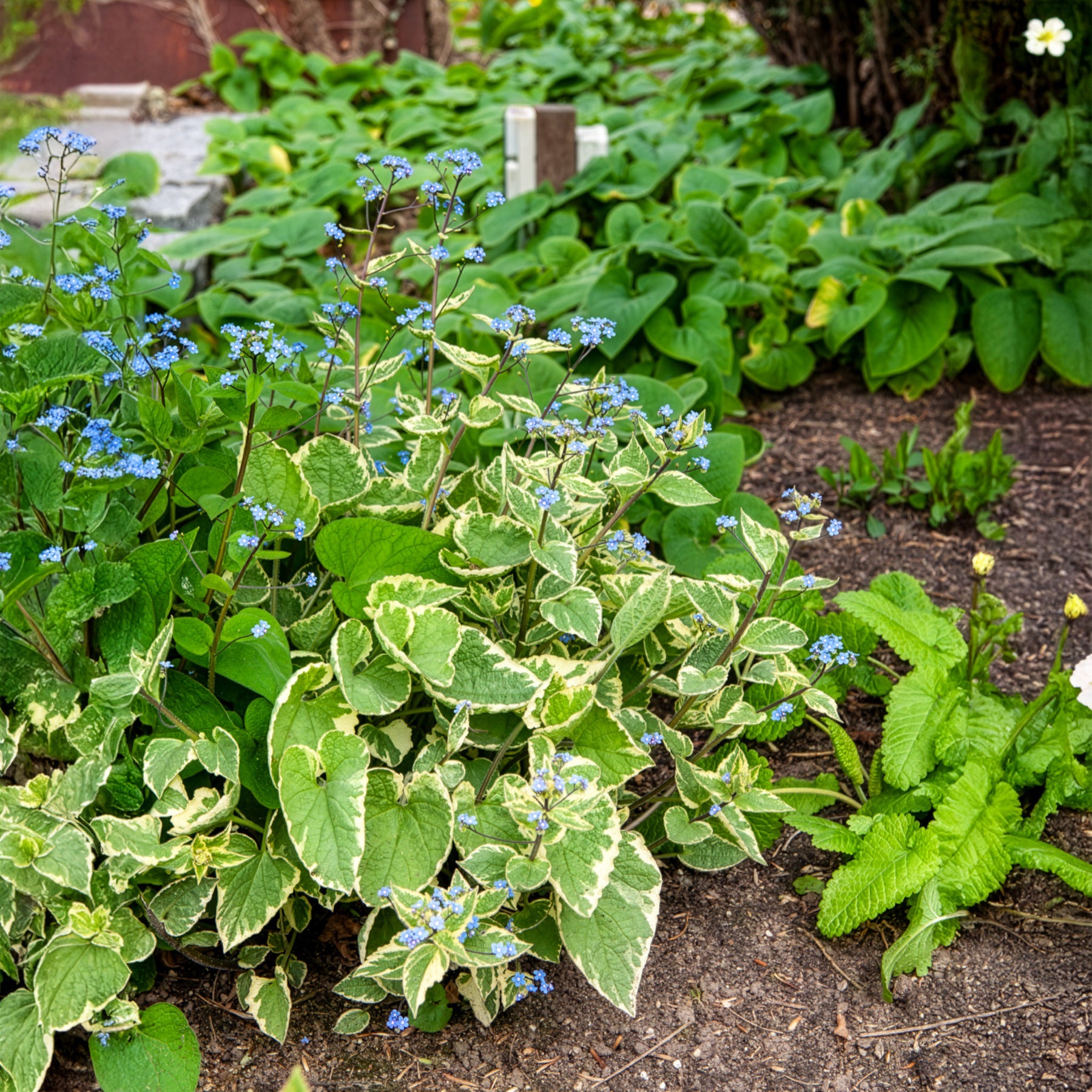 Kaukasisch vergeet-mij-nietje Hadspen cream - Brunnera macrophylla Hadspen Cream - Bakker