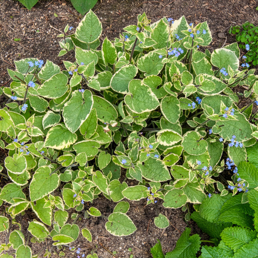 Kaukasisch vergeet-mij-nietje Hadspen cream - Bakker