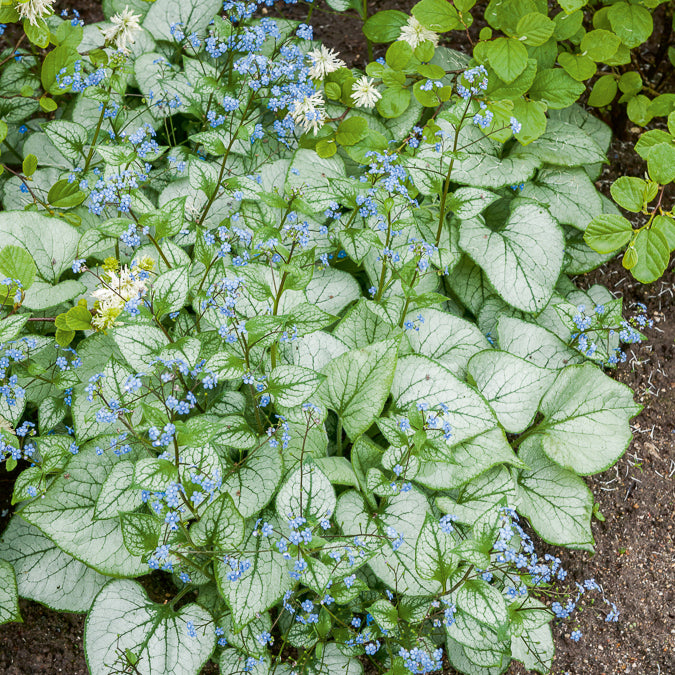 Brunnera macrophylla Looking Glass - Kaukasische vergeet-mij-niet Looking Glass - Myosotis