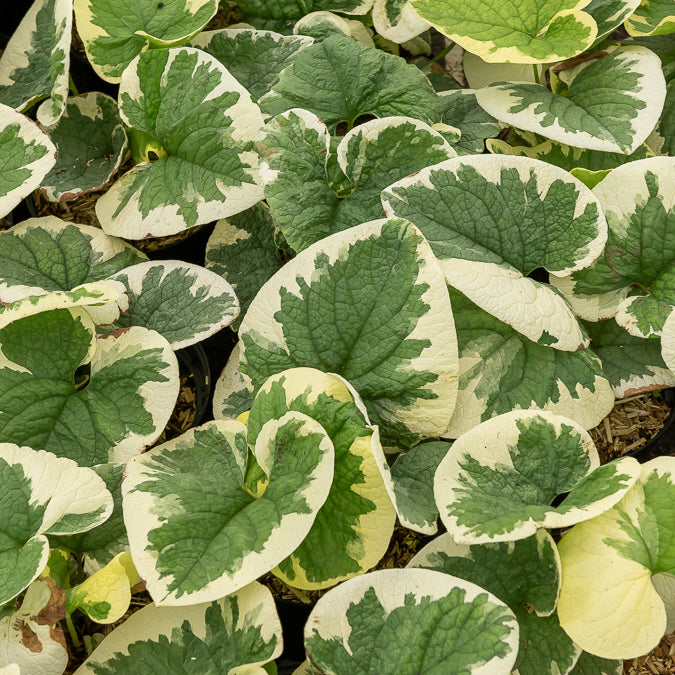 Kaukasische vergeet-mij-niet panaché - Brunnera macrophylla Variegata - Bakker