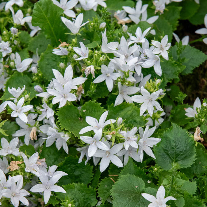 Kruipklokje 'E.H. Frost' - Campanula poscharskyana E.H. Frost - Bakker