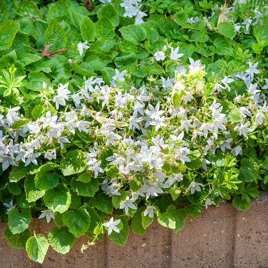 Kruipklokje 'E.H. Frost' - Bakker