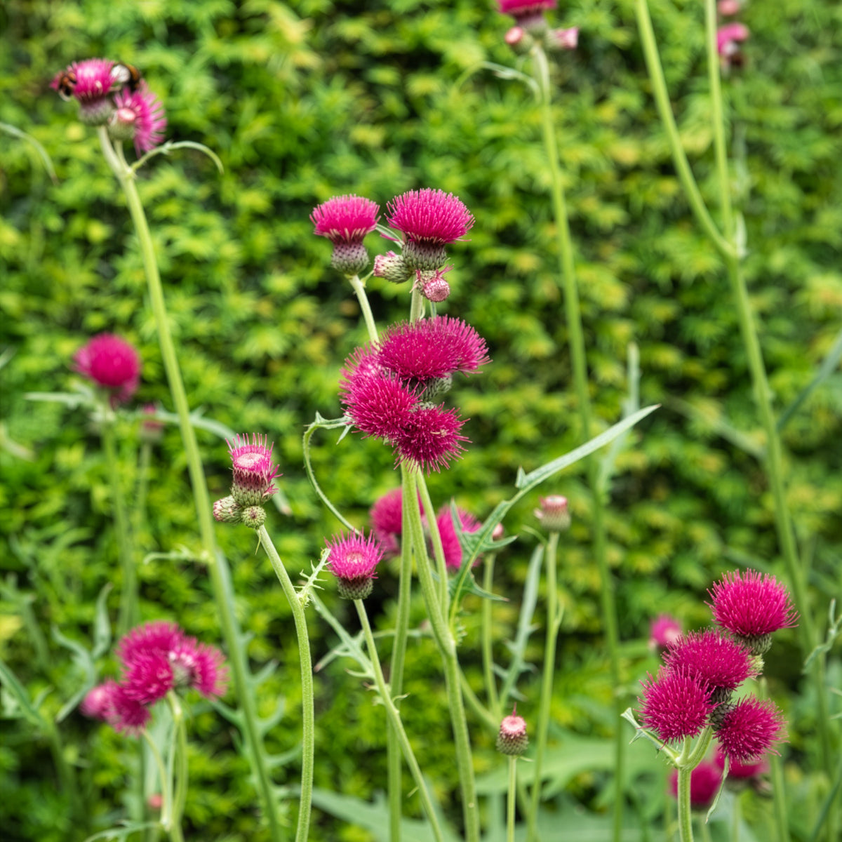Verkoop Vederdistel - Cirsium rivulare atropurpureum