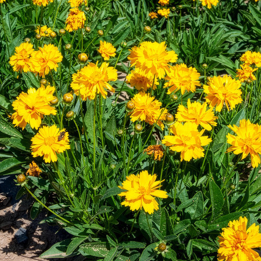 Meisjesogen Sunray - Bakker