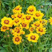 Meisjesogen Sterntaler - Coreopsis lanceolata Sterntaler - Bakker