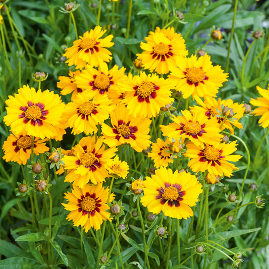 Meisjesogen Sterntaler - Coreopsis lanceolata Sterntaler - Bakker