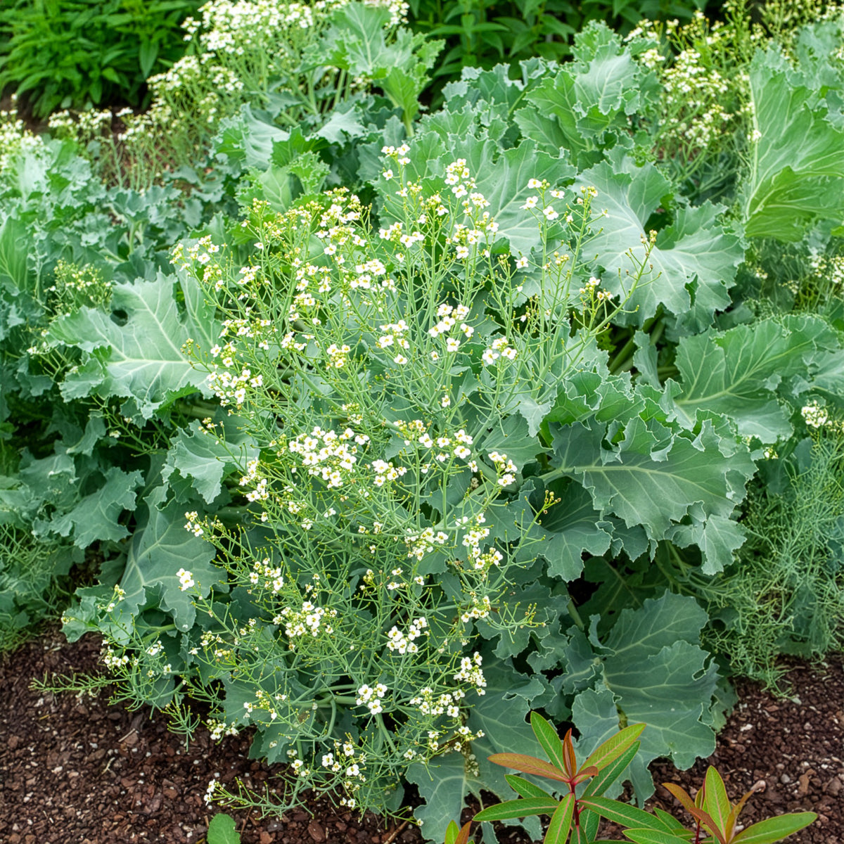 Vaste planten - Zeekool - Crambe maritima