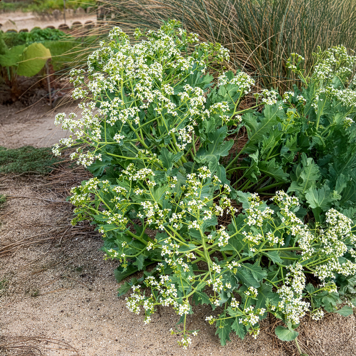 Verkoop Zeekool - Crambe maritima