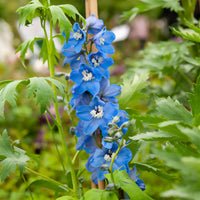 Ridderspoor 'Summer Skies' (x3) - Delphinium Pacific Summer Skies - Bakker
