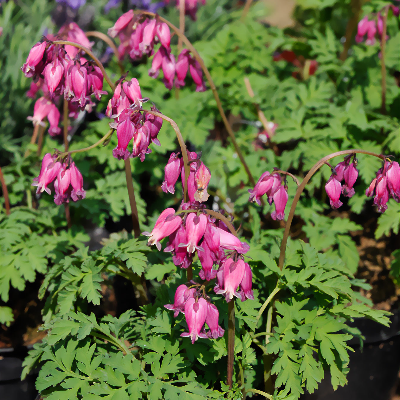 Gebroken hartje 'Luxuriant' - Dicentra formosa luxuriant - Bakker