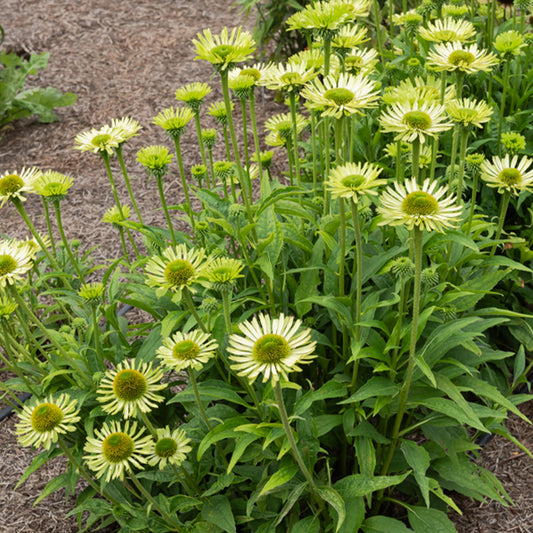 Zonnehoed 'Green Jewel' - Bakker