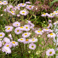 Fijnstraal / Erigeron 'Quakeress' - Erigeron quakeress - Bakker