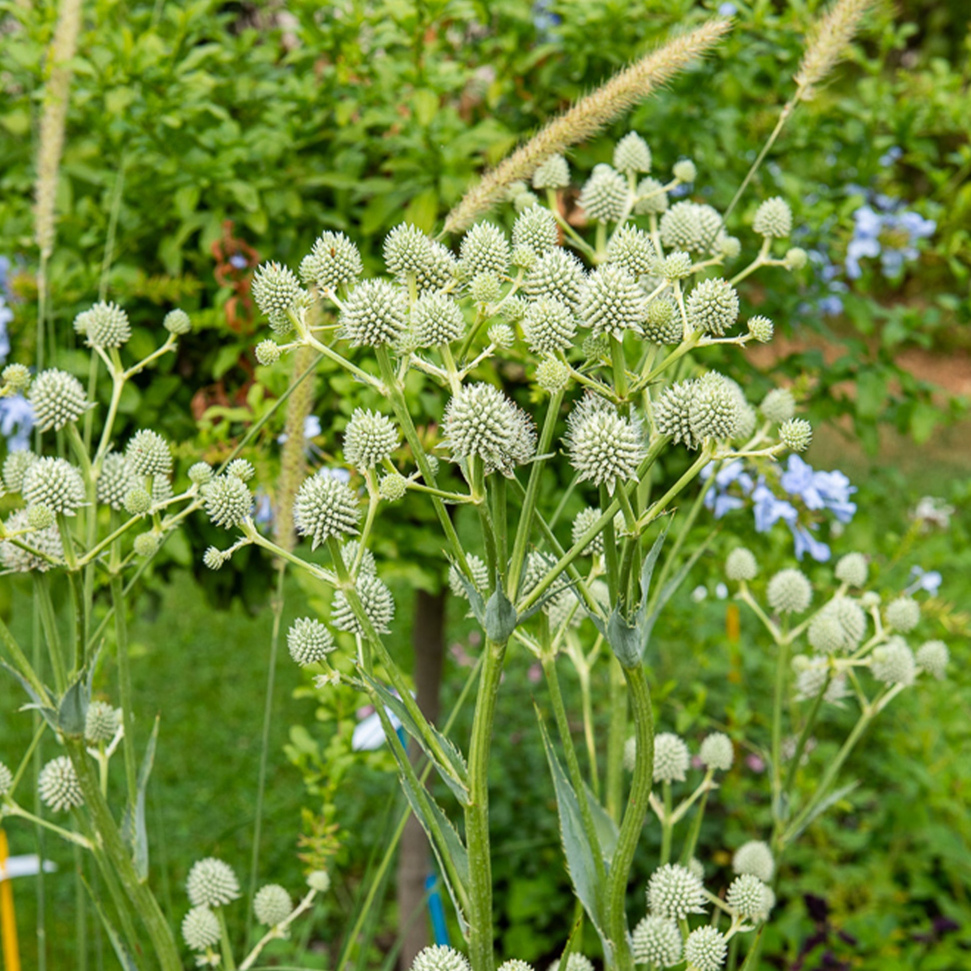 Yuccabladige Kruisdistel - Bakker