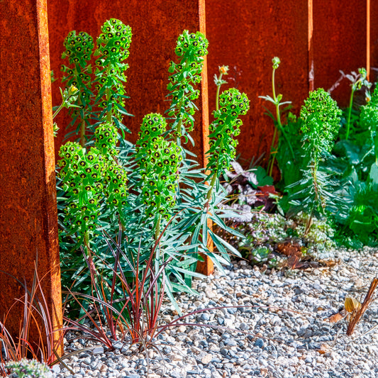 Wolfsmelk Black Pearl - Bakker