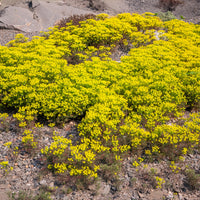 Wolfsmelk Clarice Howard - Euphorbia cyparissias clarice howard - Bakker
