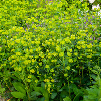 Euphorbia characias tasmanian tiger - Amandelwolfsmelk - Wolfsmelk