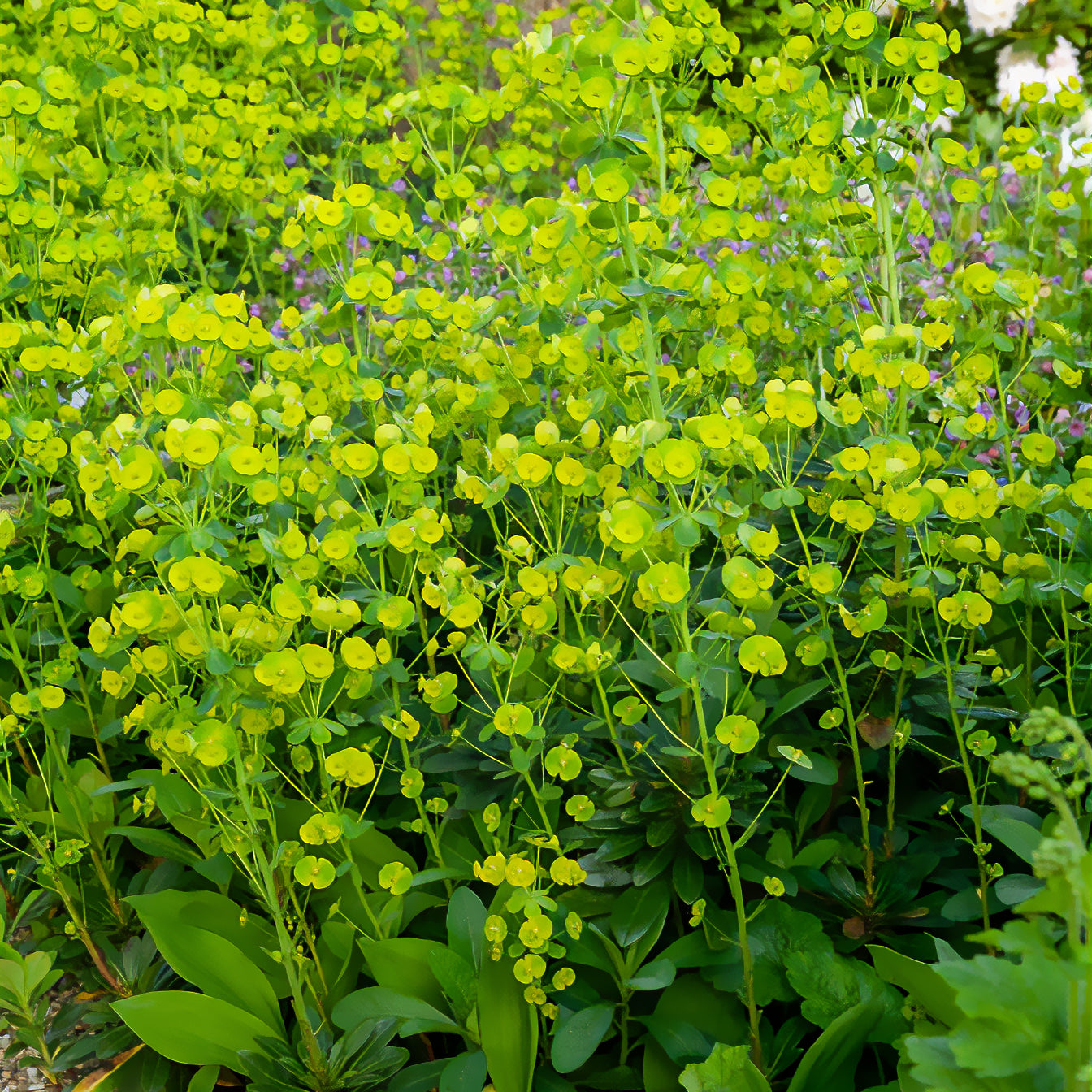 Euphorbia characias tasmanian tiger - Amandelwolfsmelk - Wolfsmelk