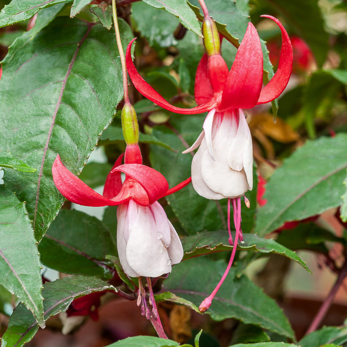 Bellenplant Mix 'Madame Cornelissen' + 'Brilliant' (x3) - Fuchsia Mme Cornelissen,  Brilliant - Perkplanten