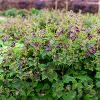Donkere ooievaarsbek Samobor - Geraniums - Bakker