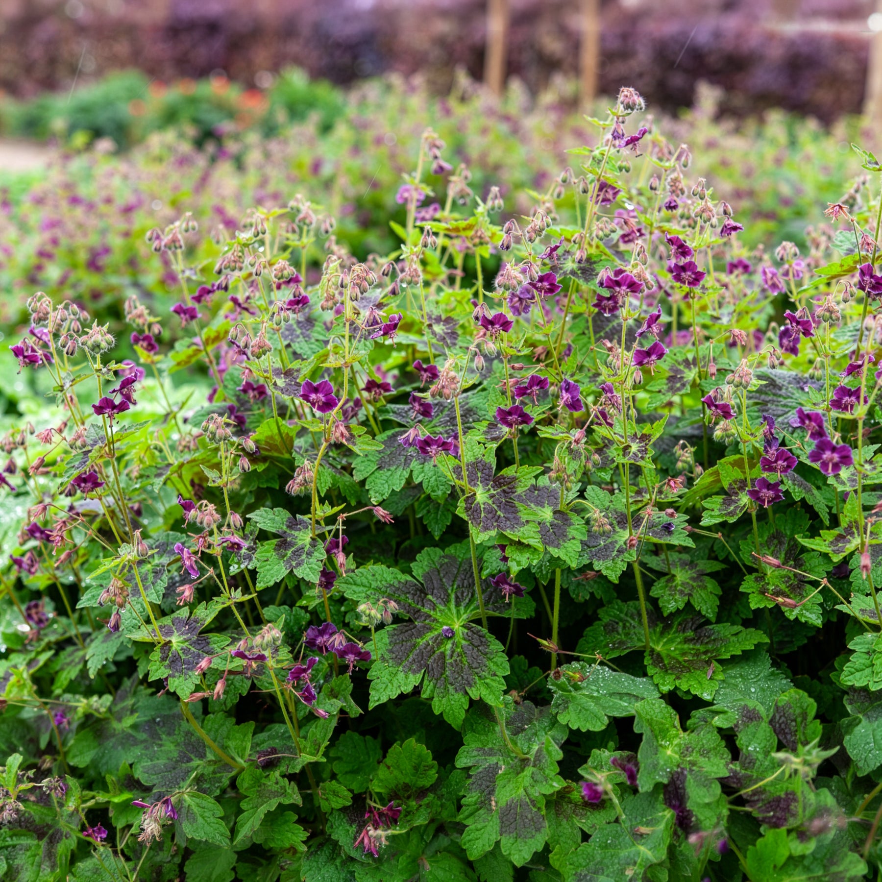 Donkere ooievaarsbek Samobor - Geraniums - Bakker