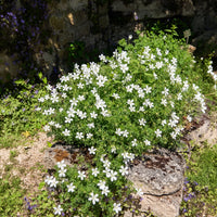 Bloedooievaarsbek Album