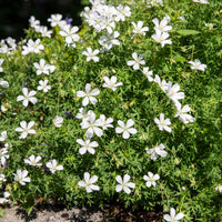 Geraniums - Bloedooievaarsbek Album - Geranium sanguineum Album