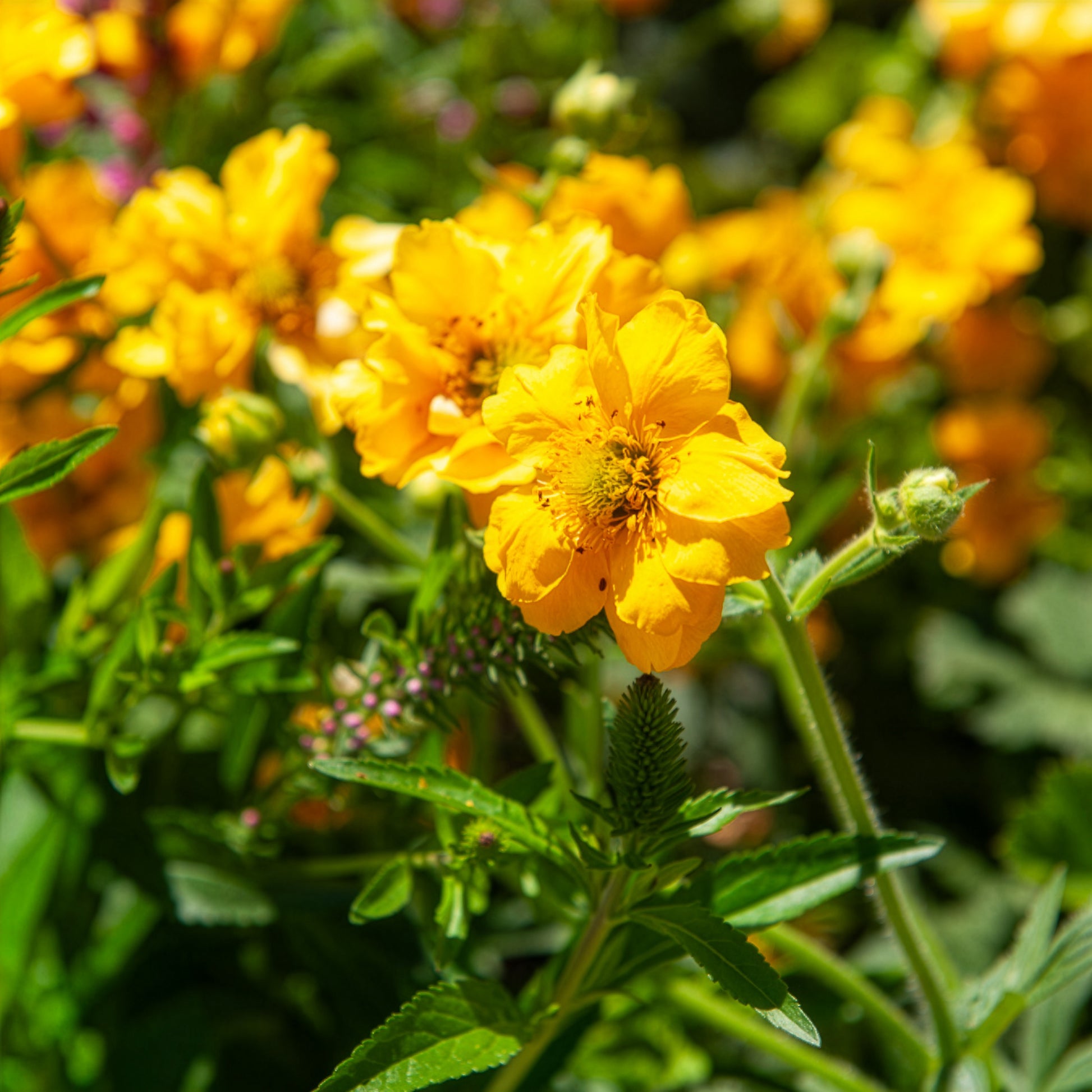 Geum - Nagelkruid Lady Stratheden - Geum chiloense Lady Stratheden
