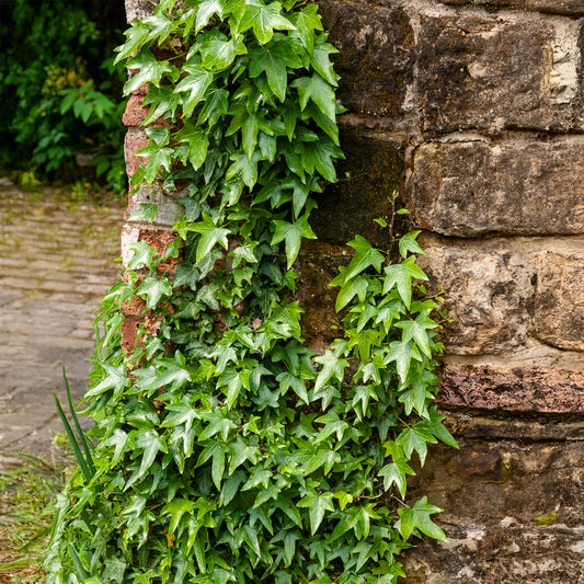 Klimop Sagittifolia - Bakker