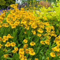 Helenium - Zonnekruid Pumilum Magnificum - Helenium autumnale Pumilum Magnificum