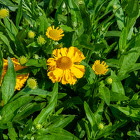 Verkoop Zonnekruid Pumilum Magnificum - Helenium autumnale Pumilum Magnificum