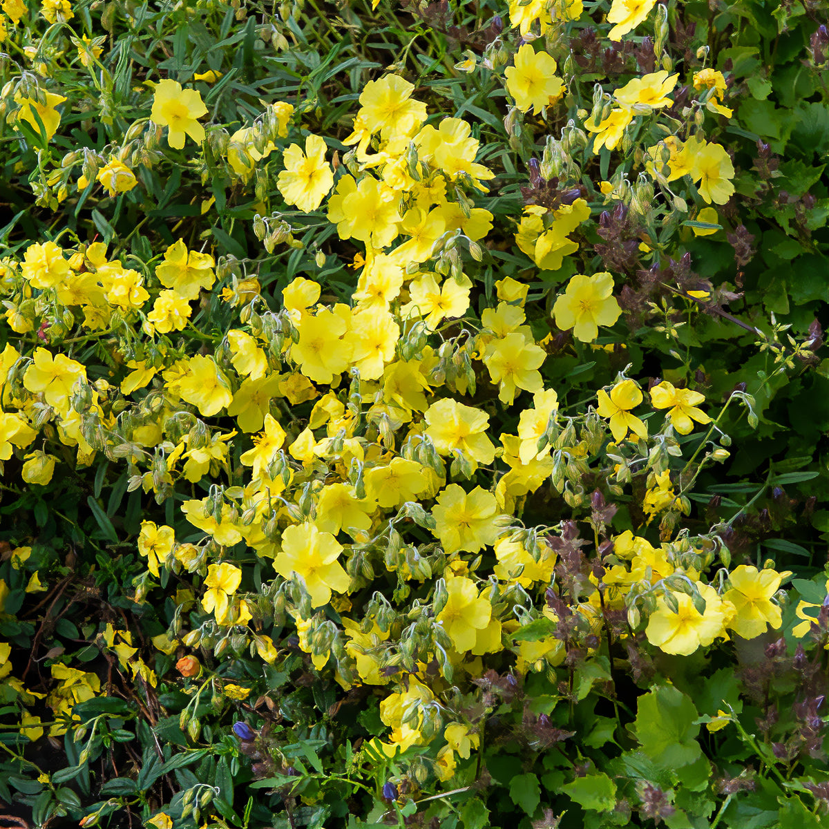 Zonneroosje 'Golden Queen' - Bakker