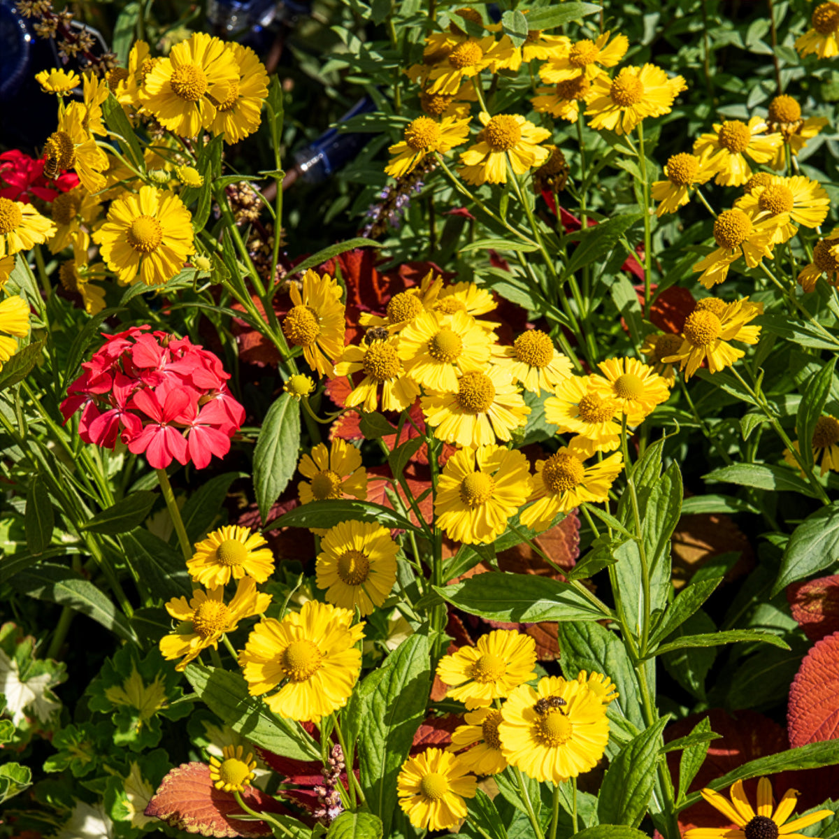 Zonnekruid Kanaria - Helenium kanaria - Bakker