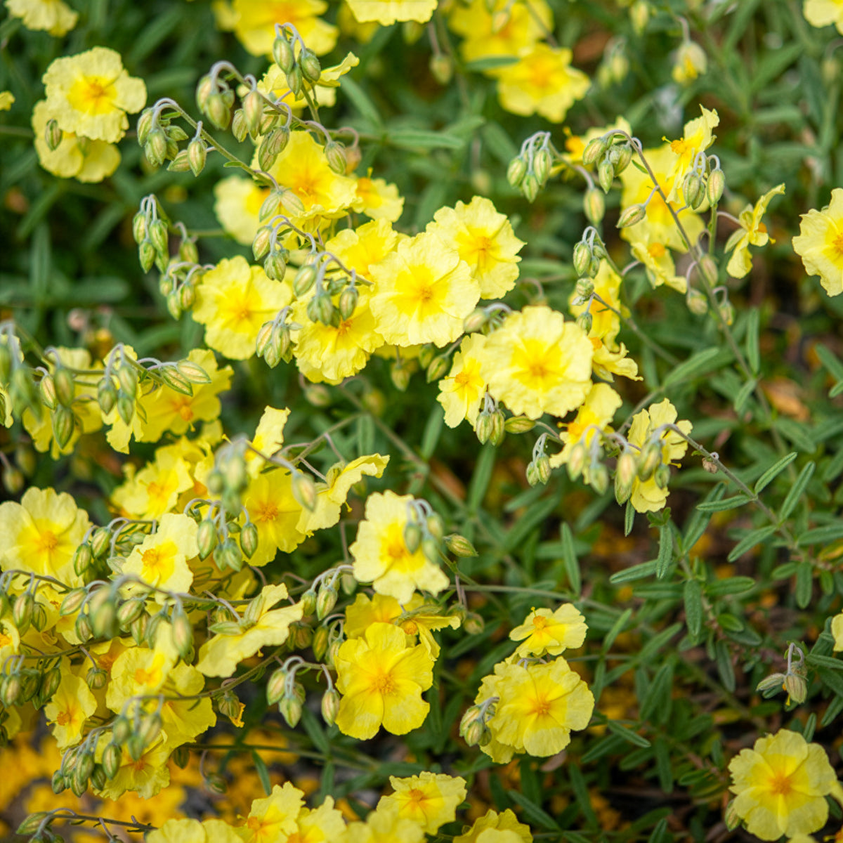 Zonneroosje Wisley Primrose - Helianthemum Wisley Primrose - Bakker