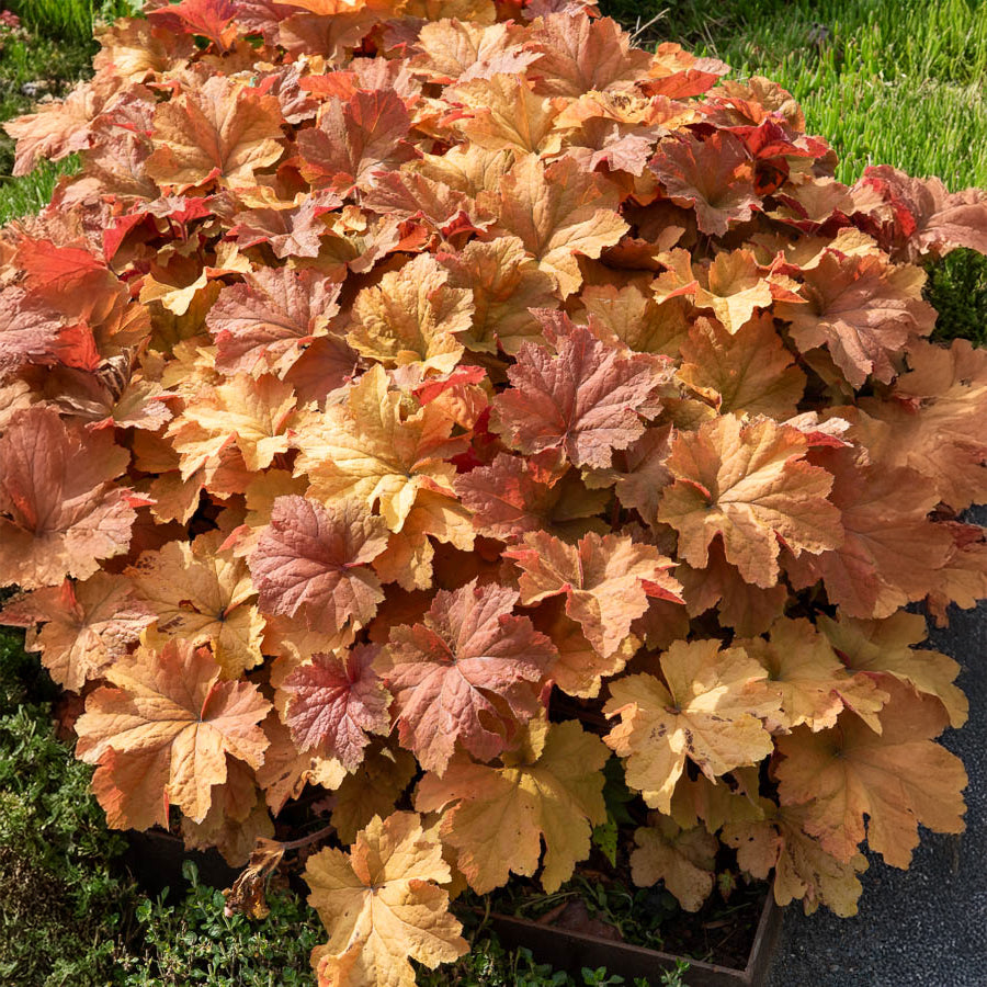 Purperklokje Caramel - Heuchera caramel - Bakker