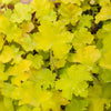 Purperklokje 'Citronelle' ® - Bakker