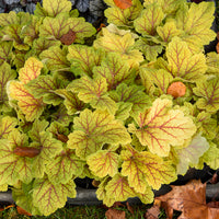 Heuchera Electra - Purperklokje Electra - Vaste planten