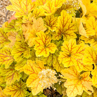 Purperklokje Electra - Heuchera Electra - Bakker
