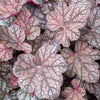 Purperklokje 'Cascade Dawn' - Bakker