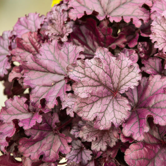 Purperklokje Forever Purple - Bakker